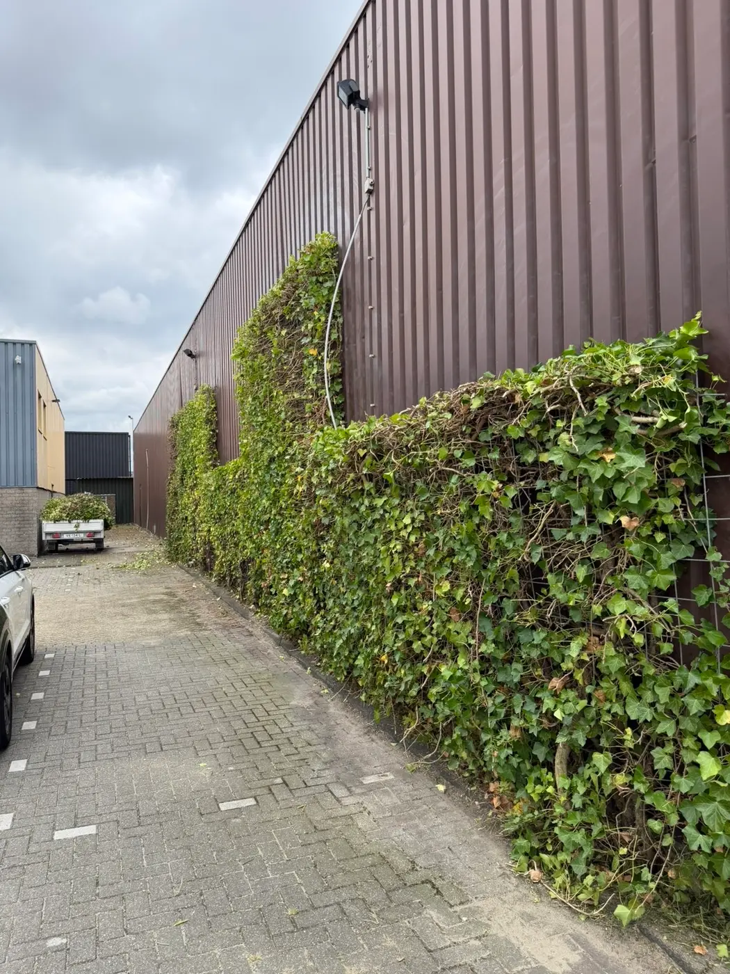 Na: Volledig overgroeide bedrijfsgevel ontdaan van klimop en netjes opgeleverd.